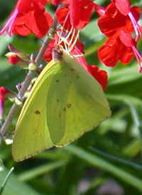 Cloudless Sulphur